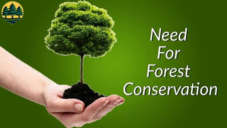 Saving the Future: The Vital Importance of Forest Conservation